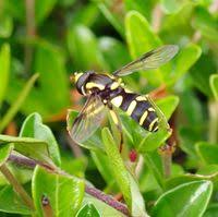 Attēlu rezultāti vaicājumam “Xanthogramma sp. male”