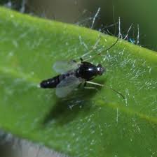 Attēlu rezultāti vaicājumam “Cricotopus”