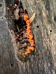 Attēlu rezultāti vaicājumam “Hemitrichia decipiens”