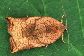 Attēlu rezultāti vaicājumam “Archips podana”