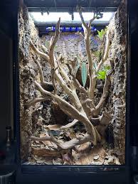 Attēlu rezultāti vaicājumam “Enteridium variabile macro”