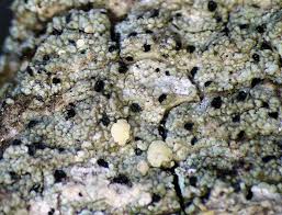 Attēlu rezultāti vaicājumam “Cliostomum corrugatum”