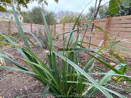 Attēlu rezultāti vaicājumam “Calamagrostis canescens”