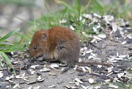 Attēlu rezultāti vaicājumam “Myodes glareolus”