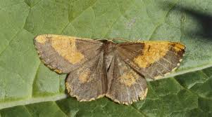 Attēlu rezultāti vaicājumam “Angerona prunaria”