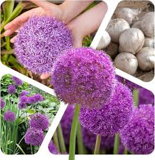 Image result for Zierlauch