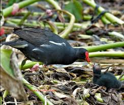 Attēlu rezultāti vaicājumam “Gallinula chloropus juvenile”