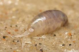 Attēlu rezultāti vaicājumam “Talitrus saltator”