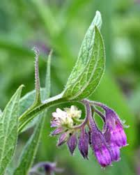Attēlu rezultāti vaicājumam “Symphytum officinale bud”