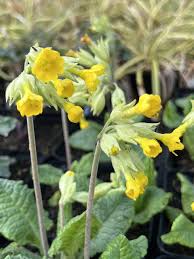 Attēlu rezultāti vaicājumam “Primula veris leaf”