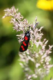 Attēlu rezultāti vaicājumam “Zygaena sp.”