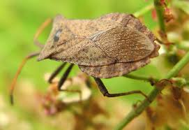 Attēlu rezultāti vaicājumam “Grypocoris sexguttatus imago”