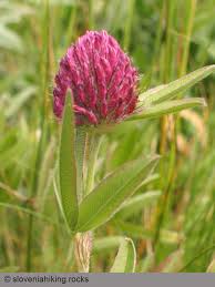 Attēlu rezultāti vaicājumam “Trifolium alpestre”