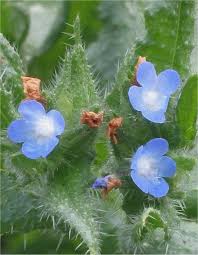 Attēlu rezultāti vaicājumam “Anchusa arvensis flower”