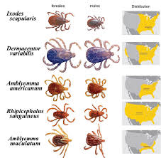 Attēlu rezultāti vaicājumam “Ixodes male”