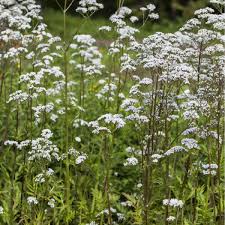 Attēlu rezultāti vaicājumam “Valeriana officinalis fruit”
