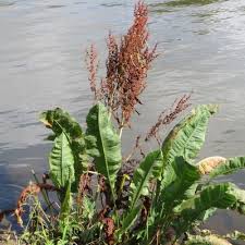 Attēlu rezultāti vaicājumam “Rumex hydrolapathum fruit”