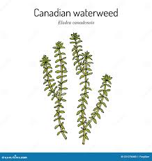 Attēlu rezultāti vaicājumam “Elodea canadensis leaf”