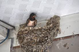 Attēlu rezultāti vaicājumam “Hirundo rustica nest”