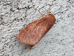 Attēlu rezultāti vaicājumam “Lasiocampa trifolii”