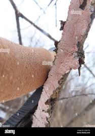 Attēlu rezultāti vaicājumam “Corticium roseum”