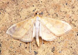 Attēlu rezultāti vaicājumam “Paratalanta hyalinalis”