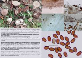 Attēlu rezultāti vaicājumam “Psathyrella pygmaea”