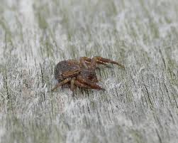 Attēlu rezultāti vaicājumam “Xysticus bifasciatus female”