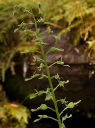 Attēlu rezultāti vaicājumam “Listera ovata fruit”