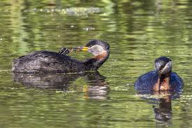 Attēlu rezultāti vaicājumam “Podiceps grisegena adult”