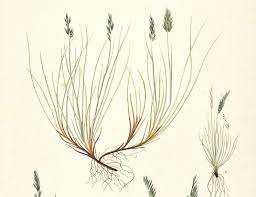 Attēlu rezultāti vaicājumam “Festuca polesica”