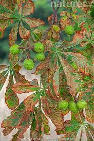 Attēlu rezultāti vaicājumam “Aesculus hippocastanum leaf”