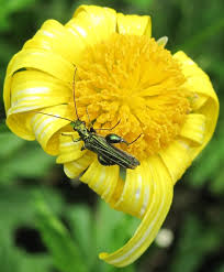 Attēlu rezultāti vaicājumam “Oedemera sp.”