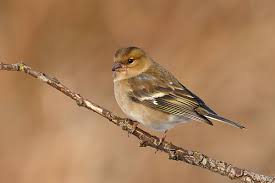 Attēlu rezultāti vaicājumam “Fringilla coelebs female”