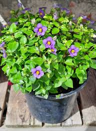 Image result for Exacum affine