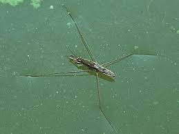 Attēlu rezultāti vaicājumam “Gerridae imago”