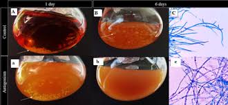 Attēlu rezultāti vaicājumam “Physarum obscurum spores”