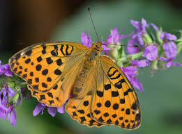 Attēlu rezultāti vaicājumam “Argynnis laodice female”