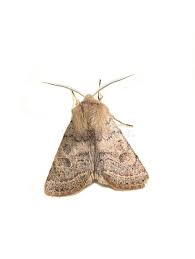 Attēlu rezultāti vaicājumam “Orthosia cerasi”