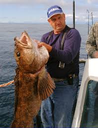 Image result for Ophiodon elongatus