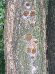 Attēlu rezultāti vaicājumam “Phellinus pomaceus”