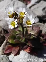 Attēlu rezultāti vaicājumam “Erophila verna flower”