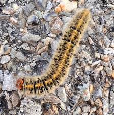 Attēlu rezultāti vaicājumam “Lasiocampa trifolii”