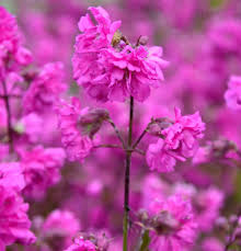 Image result for Pechnelke