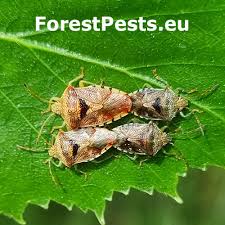 Attēlu rezultāti vaicājumam “Elasmucha grisea imago”