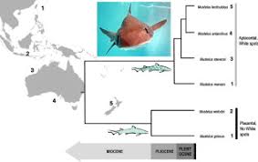 Image result for Mustelus palumbes