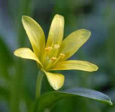 Attēlu rezultāti vaicājumam “Gagea lutea flower”