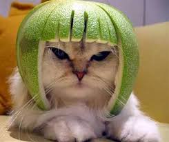Image result for limecat