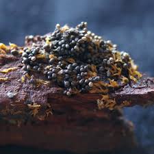 Attēlu rezultāti vaicājumam “Physarum contextum sessile”