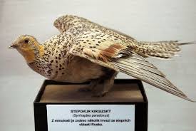 Image result for Syrrhaptes paradoxus